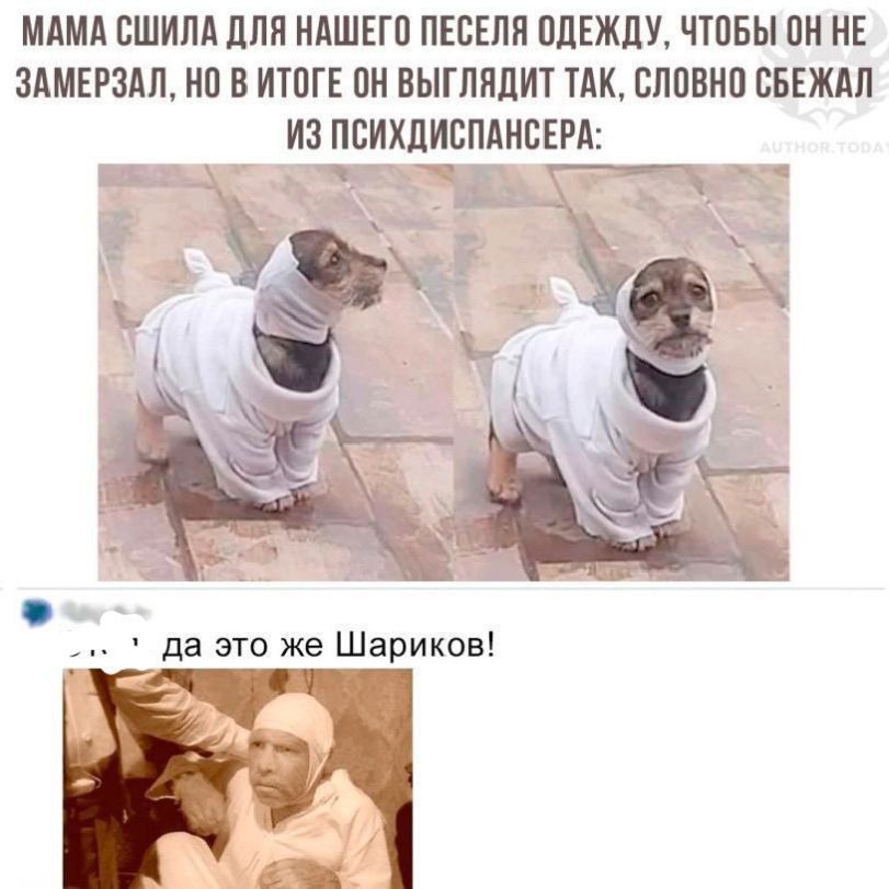Мама сшила для нашего пёселя одежду, чтобы он не замерзал, но в итоге он выглядит так, словно сбежал из психдиспансера: да это же Шариков!