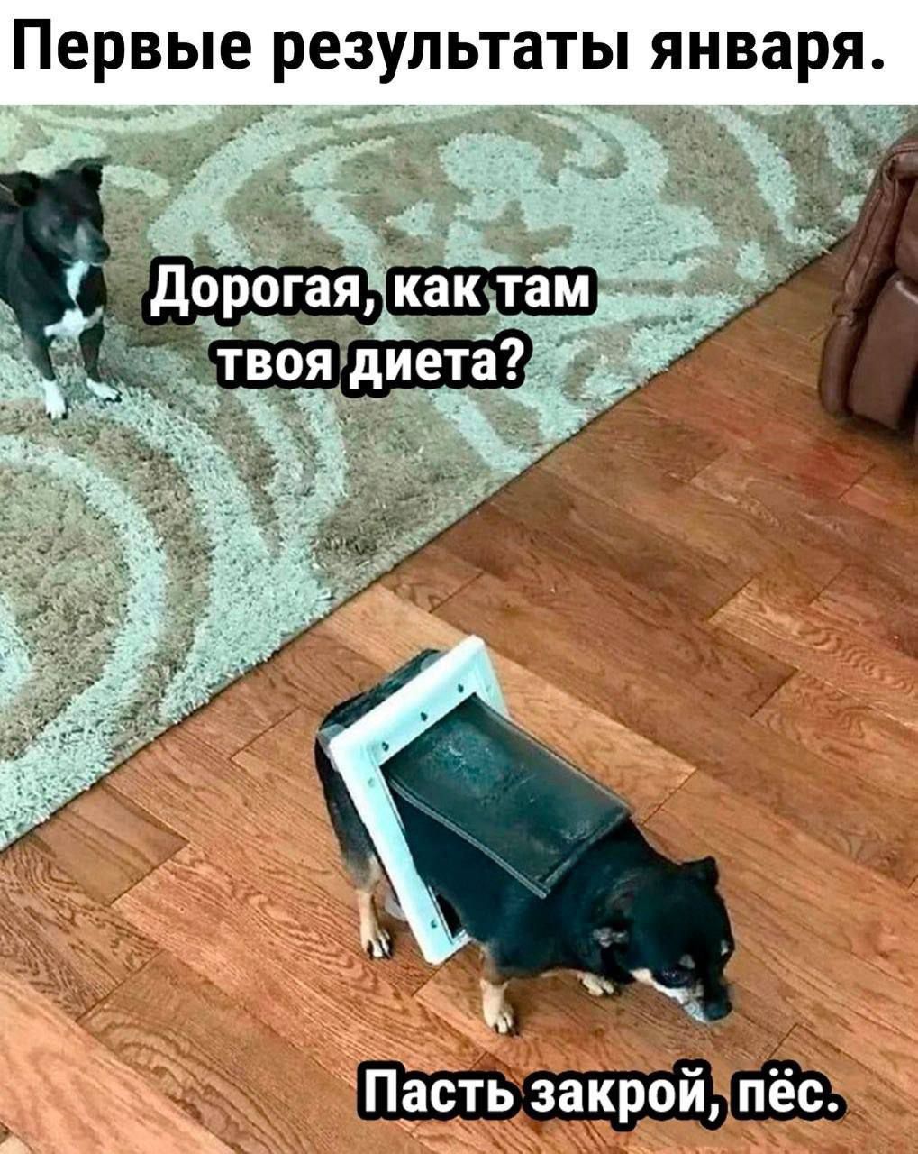 Первые результаты января. Дорогая, как там твоя диета? Пасть закрой, пёс.