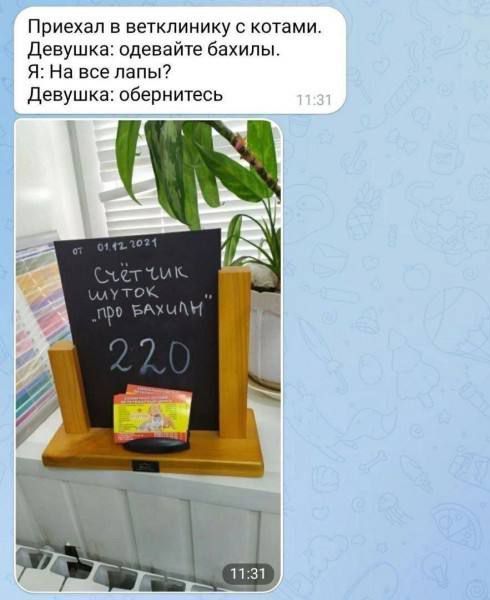 Приехал в ветклинику с котами. Девушка: одевайте бахилы. Я: На все лапы? Девушка: обернитесь