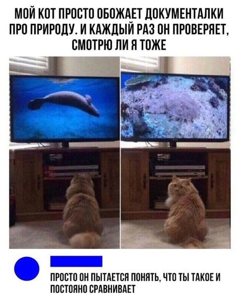 МОЙ КОТ ПРОСТО ОБОЖАЕТ ДОКУМЕНТАЛКИ ПРО ПРИРОДУ, И КАЖДЫЙ РАЗ ОН ПРОВЕРЯЕТ, СМОТРЮ ЛИ Я ТОЖЕ. ПРОСТО ОН ПОПЫТАЕТСЯ ПОНЯТЬ, ЧТО ТЫ ТАКОЕ И ПОСТОЯННО СРАВНИВАЕТ