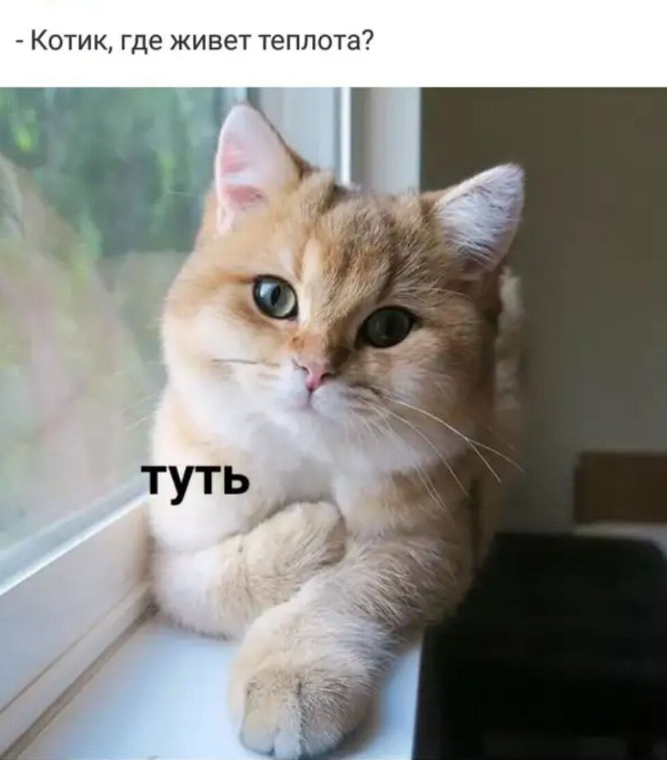- Котик, где живет теплотa?
туть