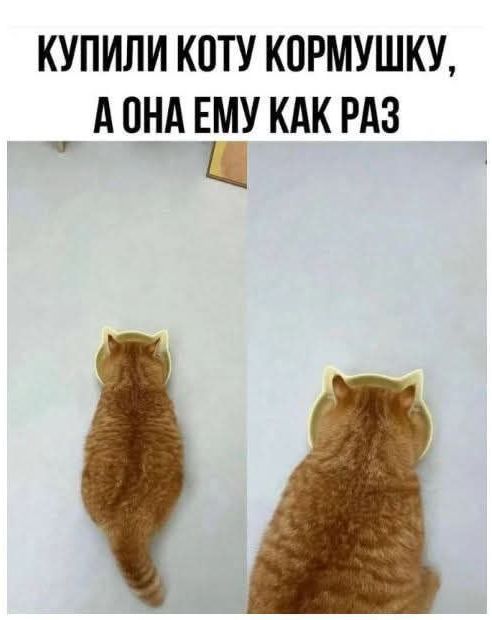 КУПИЛИ КОТУ КОРМУШКУ, А ОНА ЕМУ КАК РАЗ