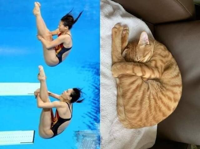 Левые кадры: две женщины-пловчихи выполняют синхронный прыжок с трамплина. Правый кадр: рыжий кот свернулся калачиком на диване.