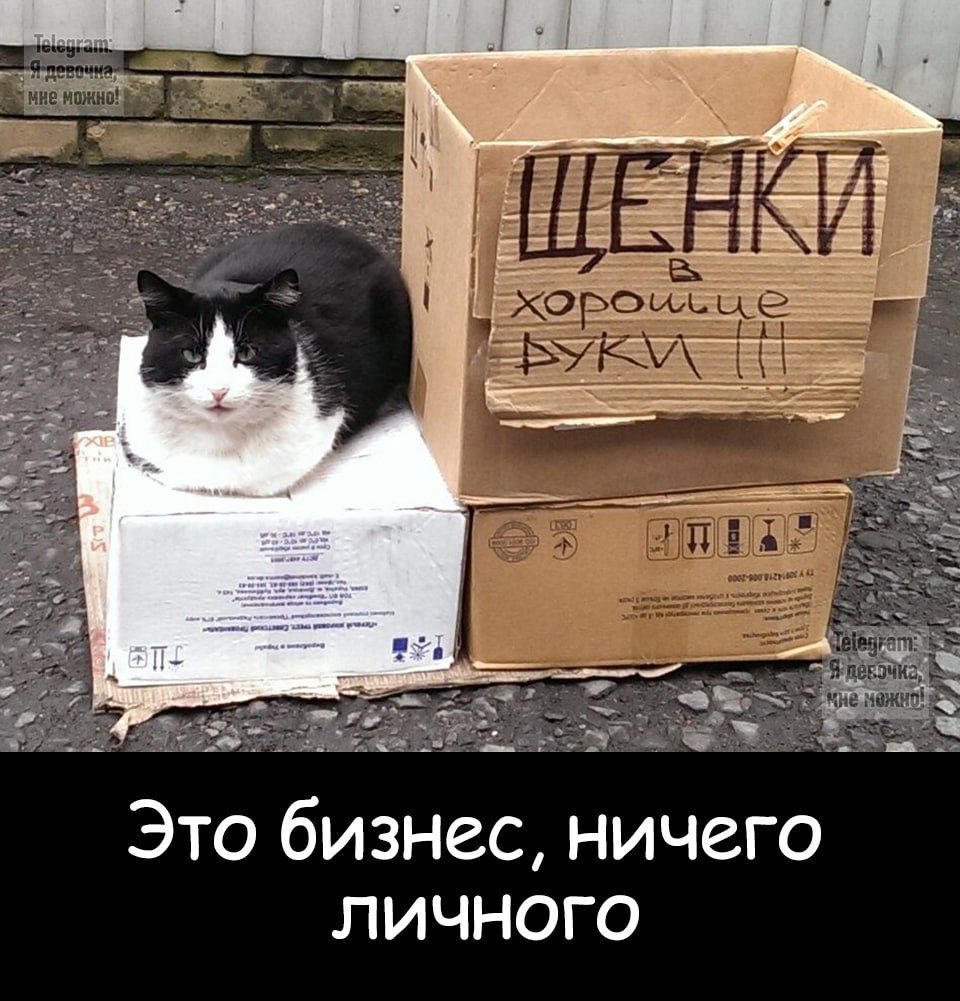 ЩЕНКИ хорошие руки!!!
Это бизнес, ничего личного