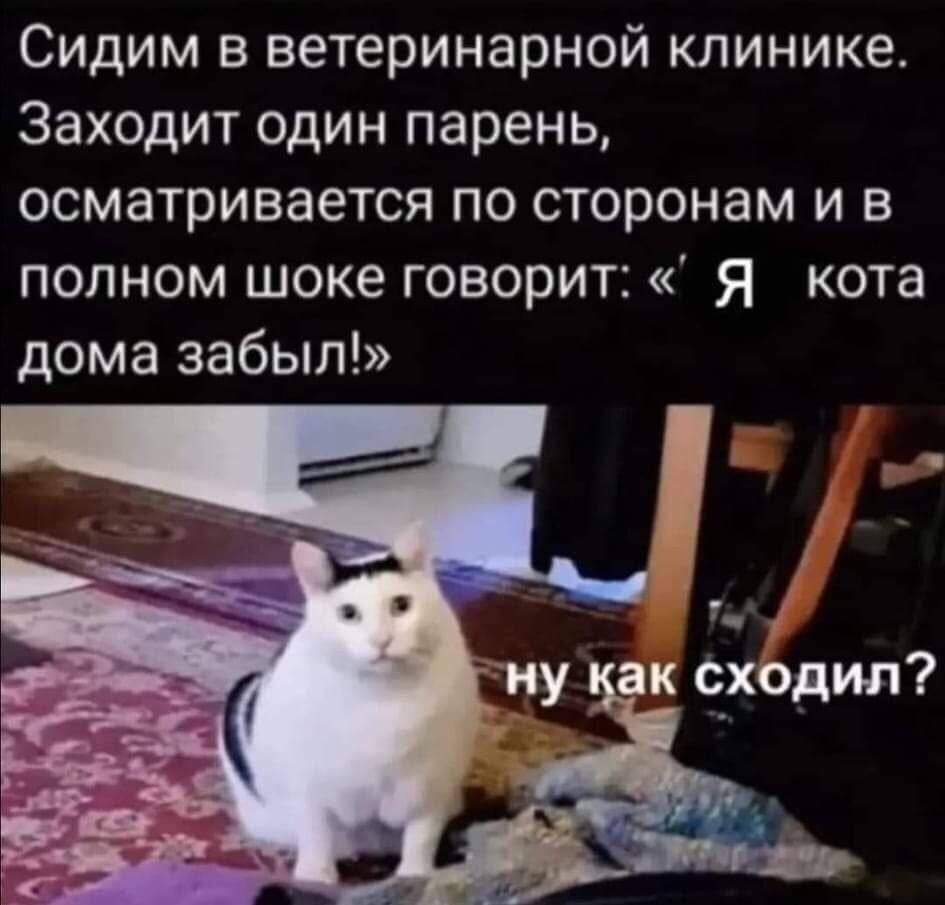 Сидим в ветеринарной клинике. Заходит один парень, осматривается по сторонам и в полном шоке говорит: «Я кота дома забыл!»  ну как сходил?