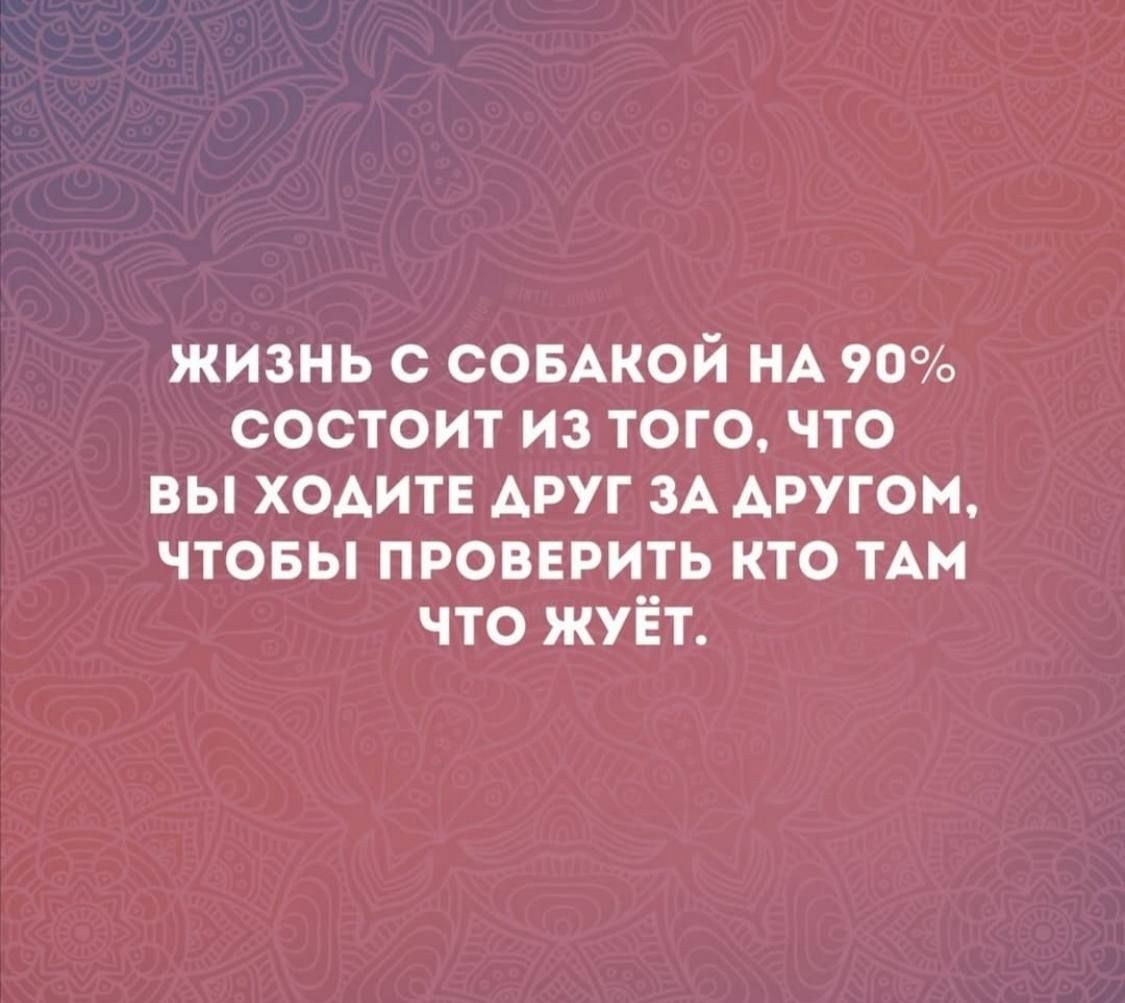 Жизнь с собакой на 90% состоит из того, что вы ходите друг за другом, чтобы проверить кто там что жуёт.