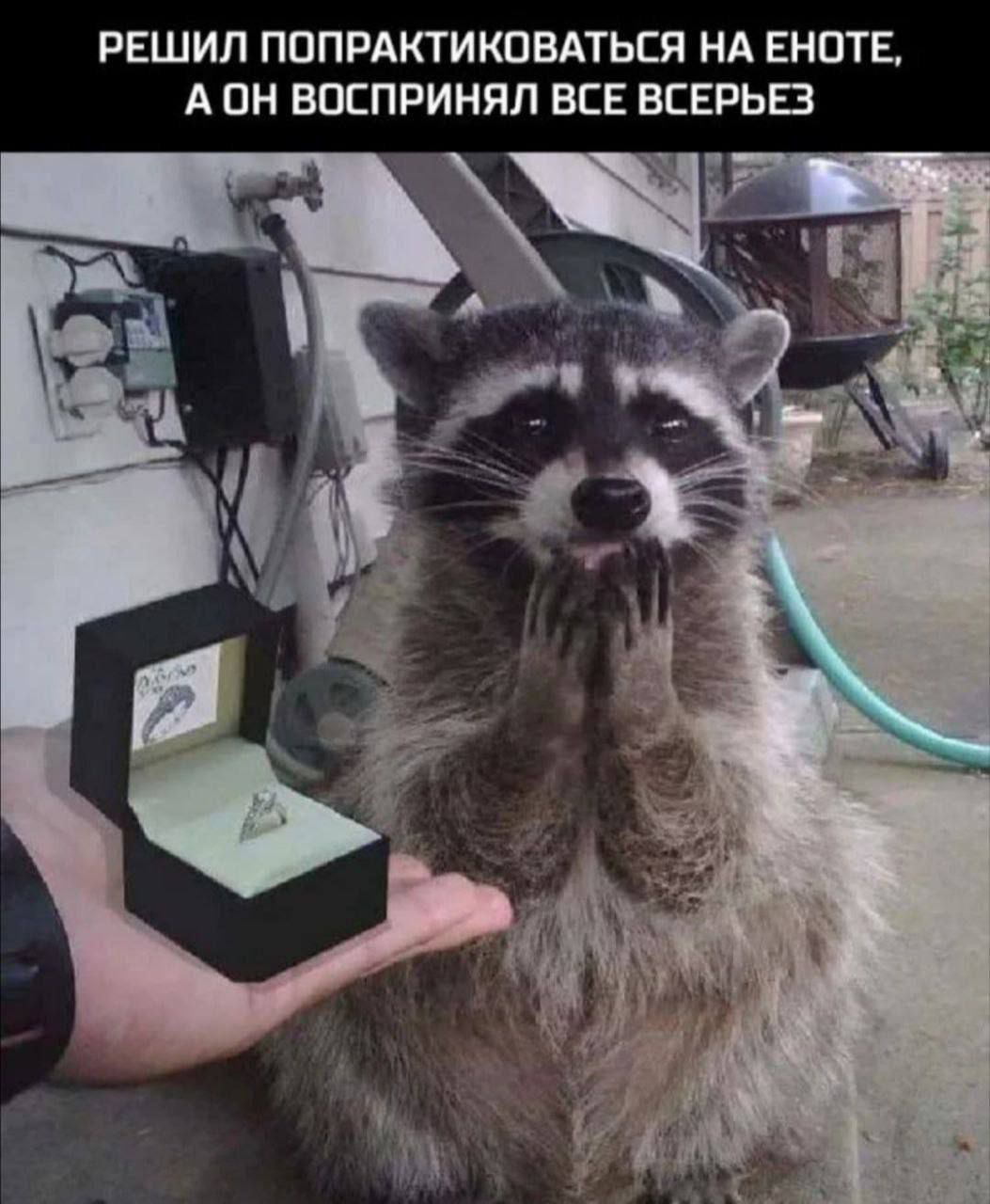 РЕШИЛ ПОПРАКТИКОВАТЬСЯ НА ЕНОТЕ, А ОН ВОСПРИНЯЛ ВСЕ ВСЕРЬЕЗ