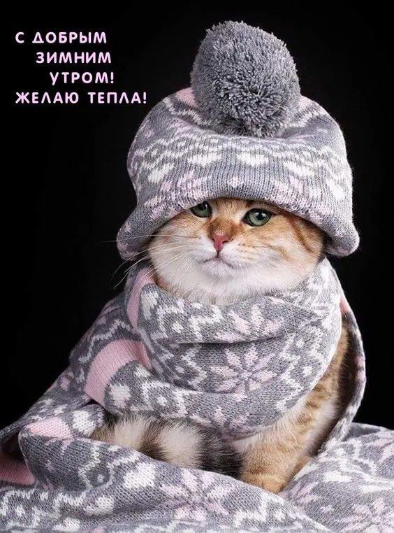 С ДОБРЫМ ЗИМНИМ УТРОМ! ЖЕЛАЮ ТЕПЛА!