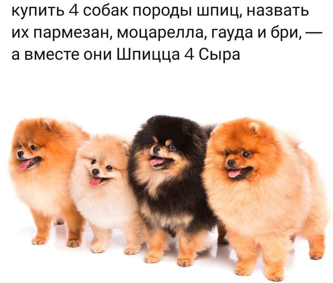 купить 4 собак пород шпиц, назвать их пармезан, моцарелла, гауда и браи, — а вместе они Шпицца 4 Сыра