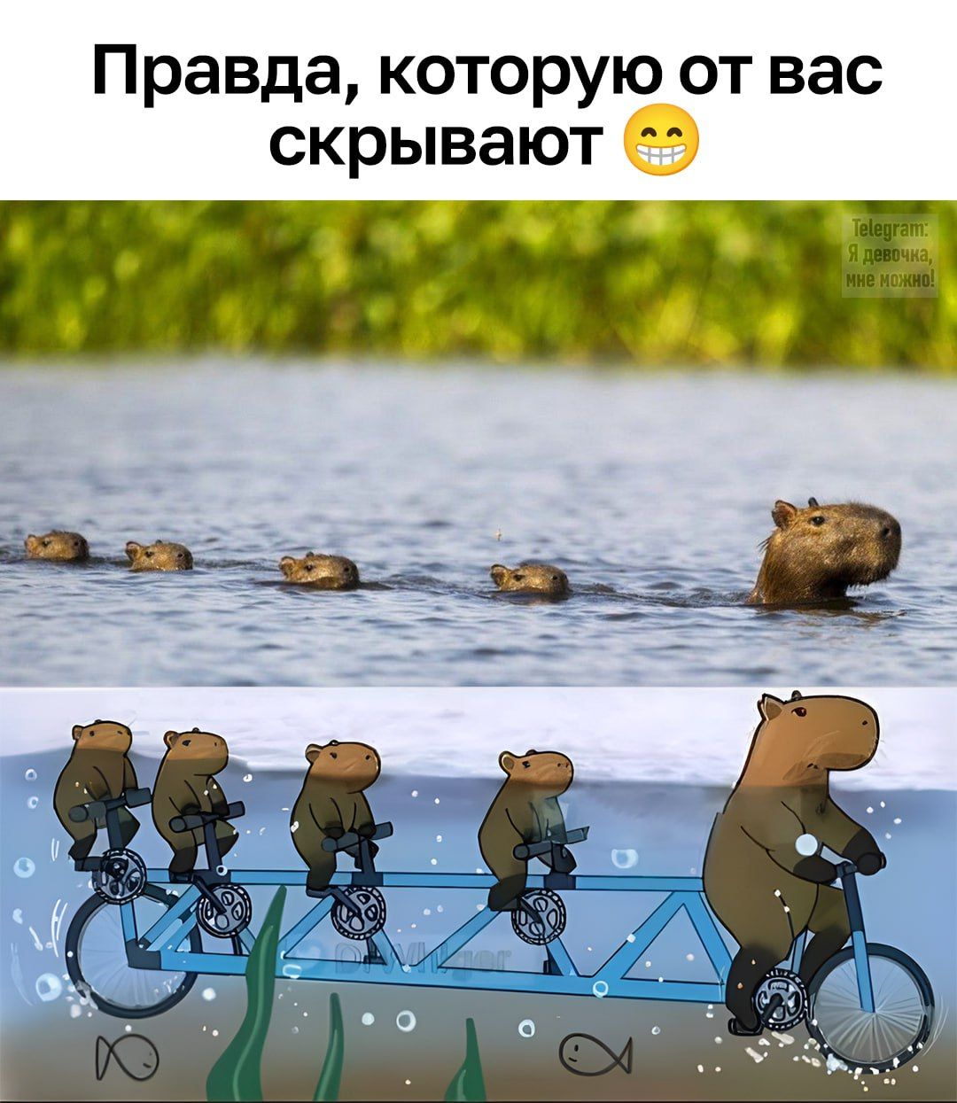 Правда, которую от вас скрывают