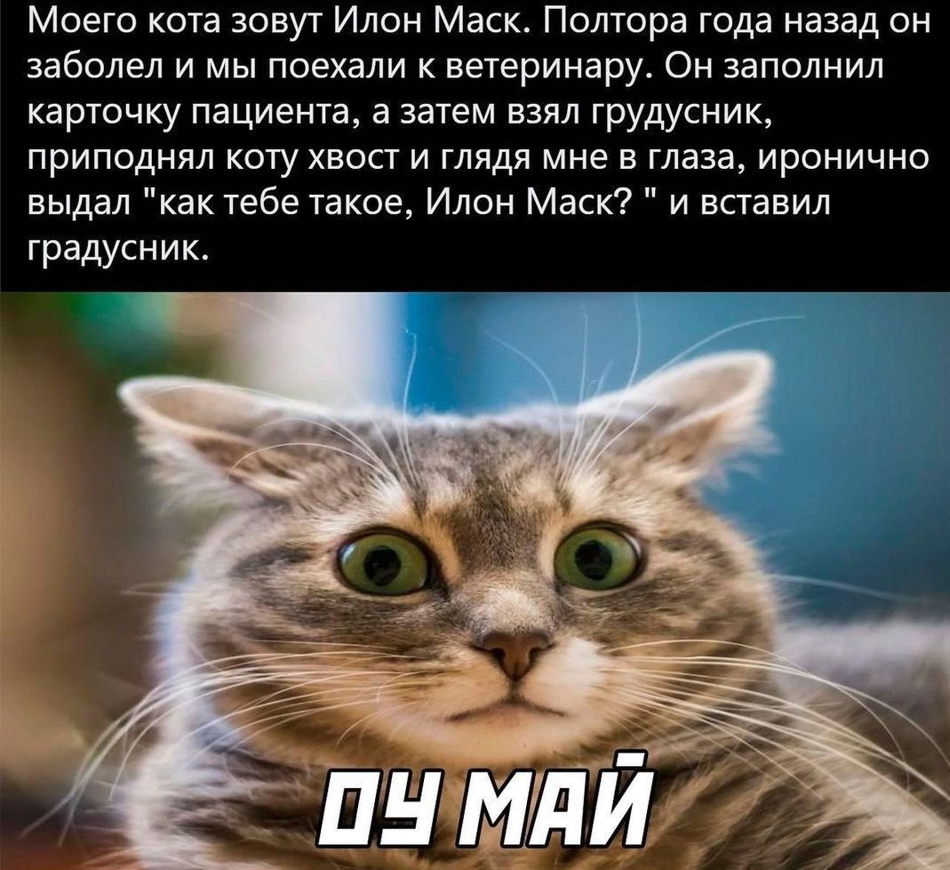 Моего кота зовут Илон Маск. Полтора года назад он заболел и мы поехали к ветеринару. Он заполнил карточку пациента, а затем взял грудничок, приподнял коту хвост и глядел мне в глаза, иронично выдал 