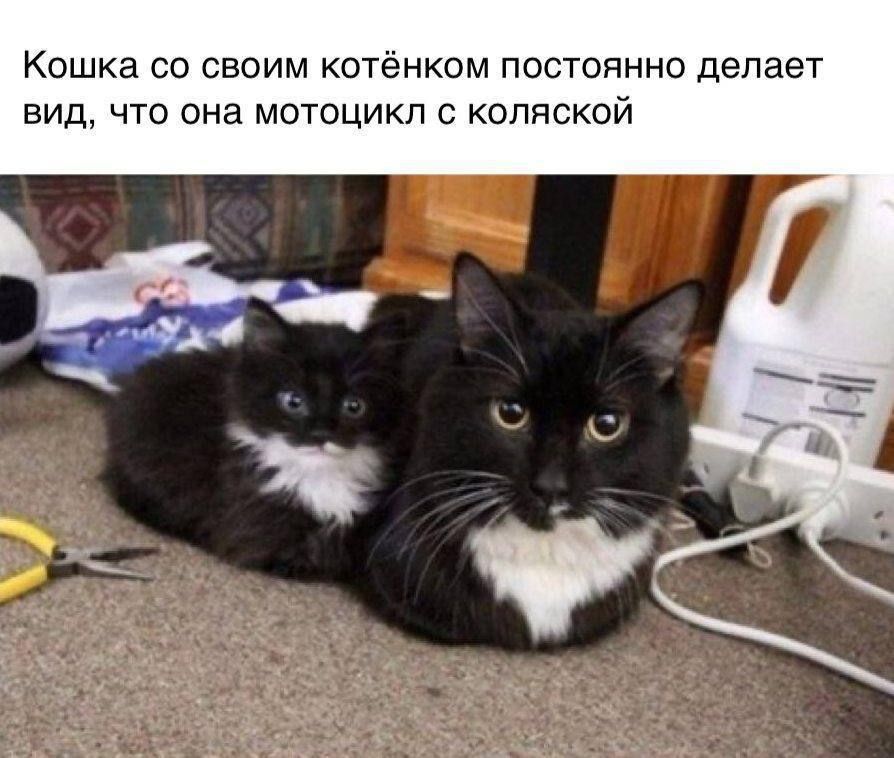 Кошка со своим котёнком постоянно делает вид, что она мотоцикл с коляской