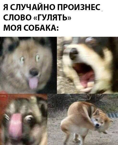 Я случайно произнес слово «гулять» моя собака: