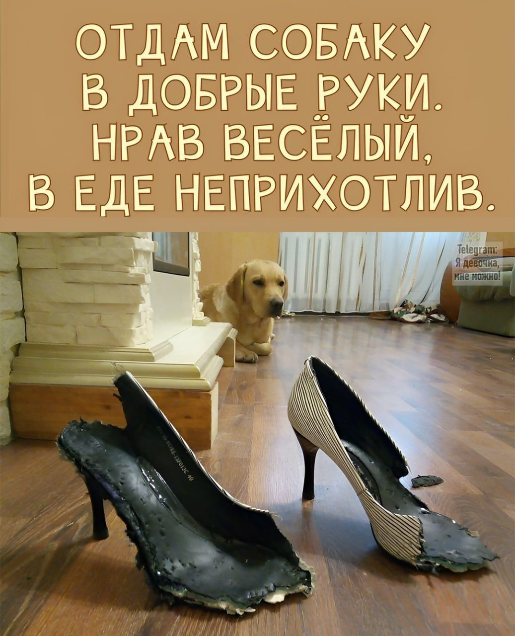 ОТДАМ СОБАКУ В ДОБРЫЕ РУКИ. НРАВ ВЕСЁЛЫЙ, В ЕДЕ НЕПРИХОТЛИВ. Telegram: Я девочка, мне можно!