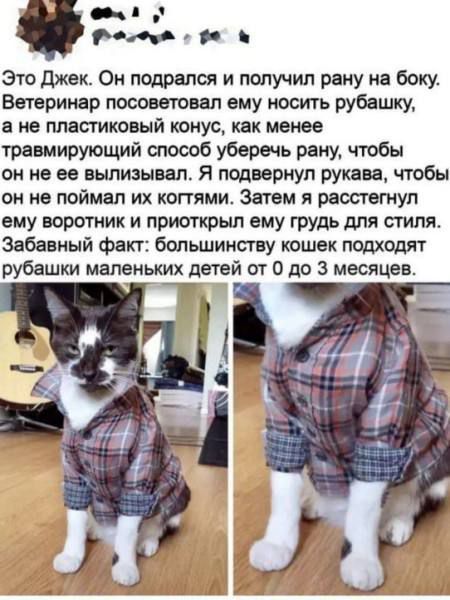Это Джек. Он подрался и получил рану на боку. Ветеринар посоветовал ему носить рубашку, а не пластиковый конус, как менее травмирующий способ уберечь рану, чтобы он не ее вылизывал. Я подвернул рукава, чтобы он не поймал их когтями. Затем я расстегнул ему воротник и приоткрыл ему грудь для стиля. Забавный факт: большинству кошек подходят рубашки