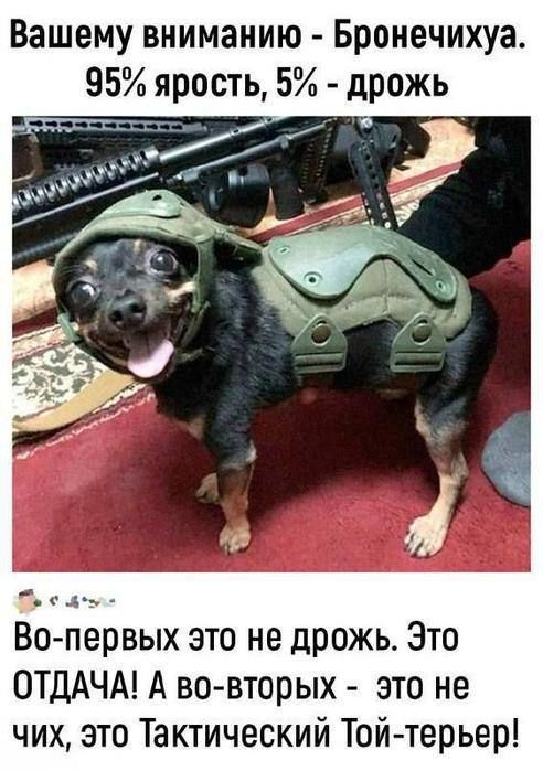 Вашему вниманию - Бронечихуа. 95% ярость, 5% - дрожь. Во-первых это не дрожь. Это ОТДАЧА! А во-вторых - это не чих, это Тактический Той-терьер!