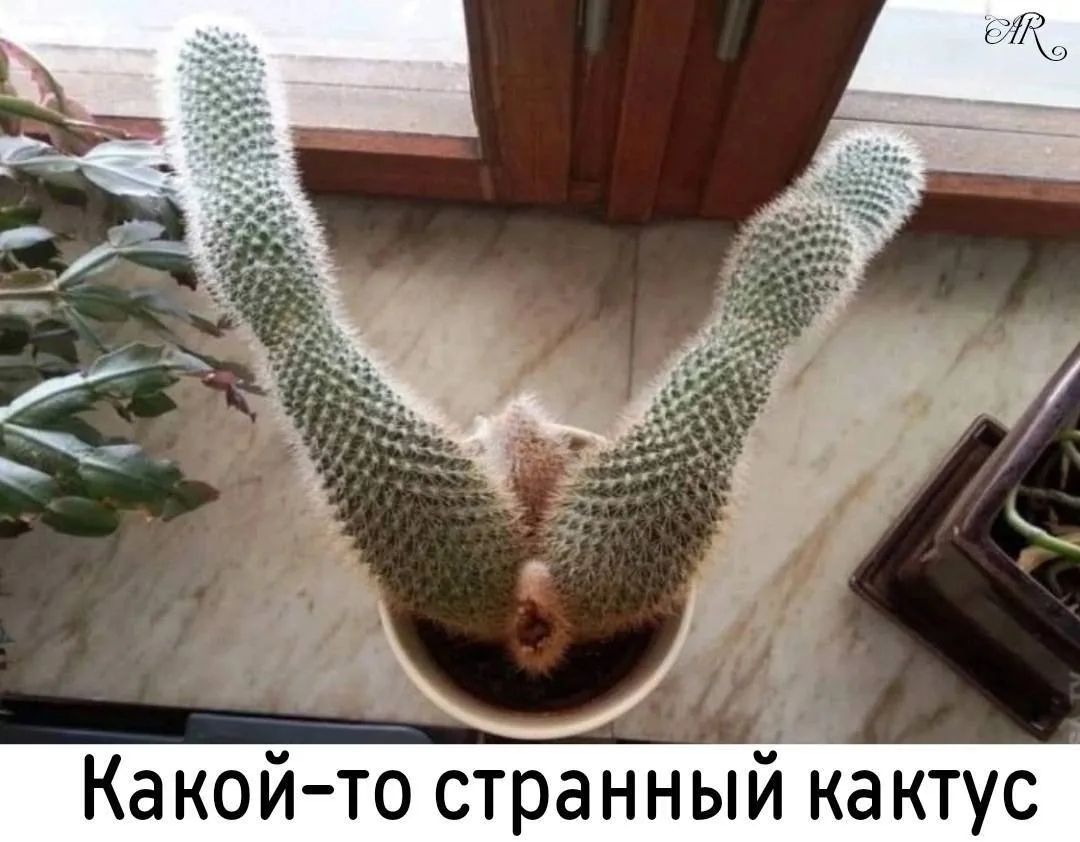 Какой-то странный кактус