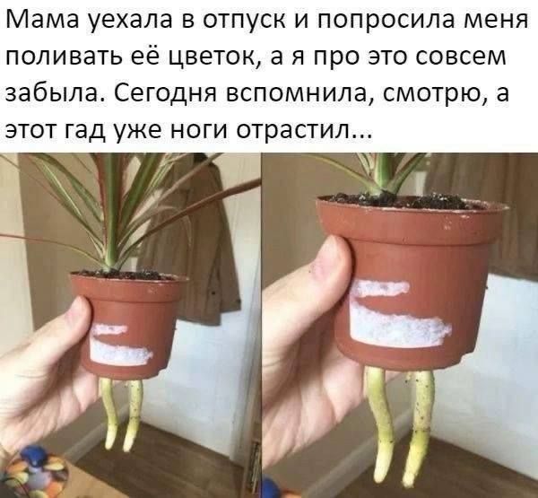 Мама уехала в отпуск и попросила меня поливать её цветок, а я про это совсем забыла. Сегодня вспомнила, смотрю, а этот гад уже ноги отрастил...