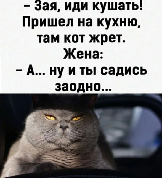 – Зая, иди кушать! Пришел на кухню, там кот жрет. Жена: – А... ну и ты садись заодно...