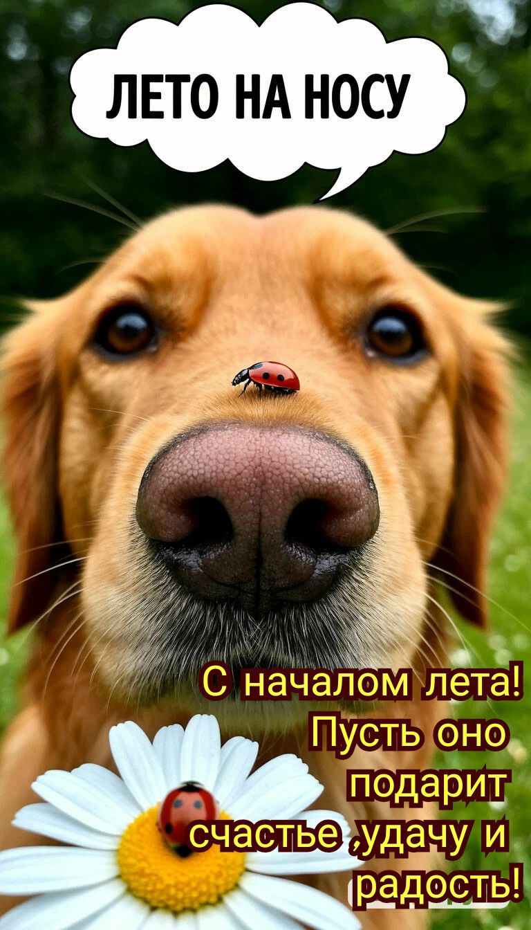 ЛЕТО НА НОСУ
С началом лета! Пусть оно подарит счастье, удачу и радость!