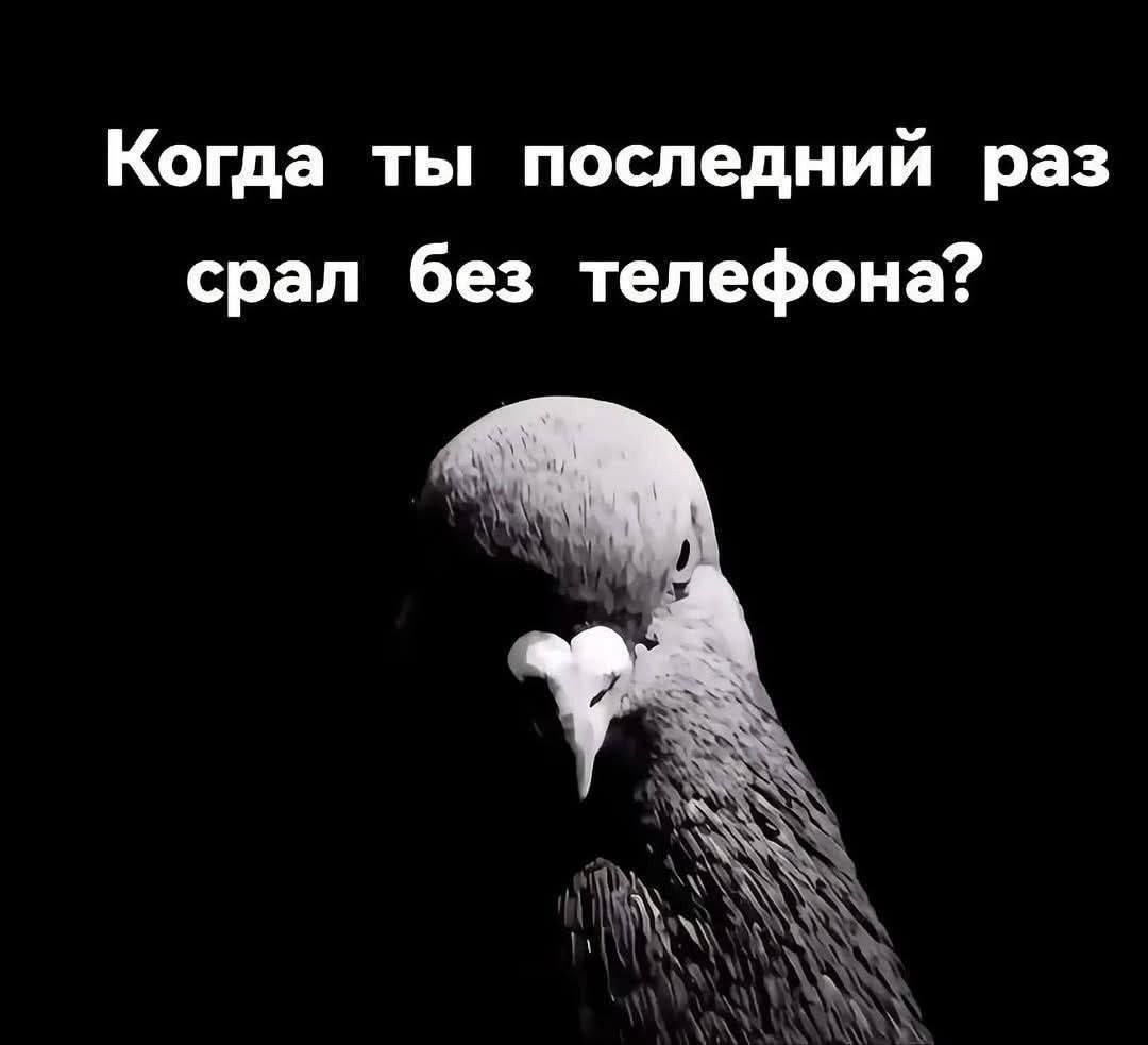 Когда ты последний раз срал без телефона?