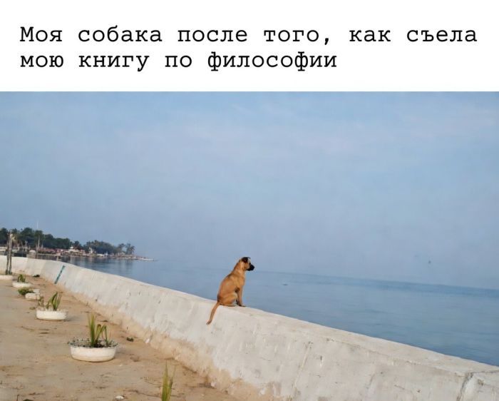 Моя собака после того, как съела мою книгу по философии