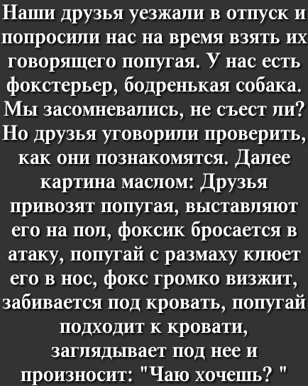 Нанш друзья уезжали в отпуск и попросили нас на время взять их говорящего попугая У нас есть фокстерьер бодренькая собака Мь1 засомневались не съест ли Но друзья уговорили проверить как они познакомятся Далее картина маслом Друзья привозят попугая выставляют его на пол фоксик бросается в атаку попугай с размаху клюет его в нос фокс громко визжит забивается под кровать попугай подходит к кровати за