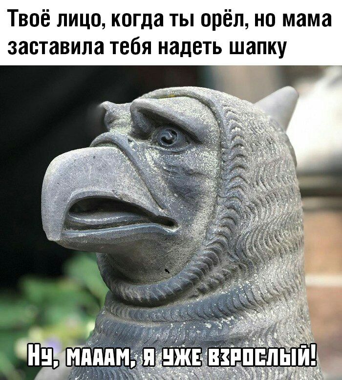 Твоё лицо когда ты орёл но мама заставила тебя надеть шапку