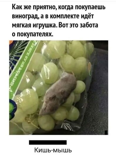 Как же приятно когда покупаешь виноград а в комплекте идёт мягкая игрушка Вот это забота 0 покупателях _ КишьАмышь