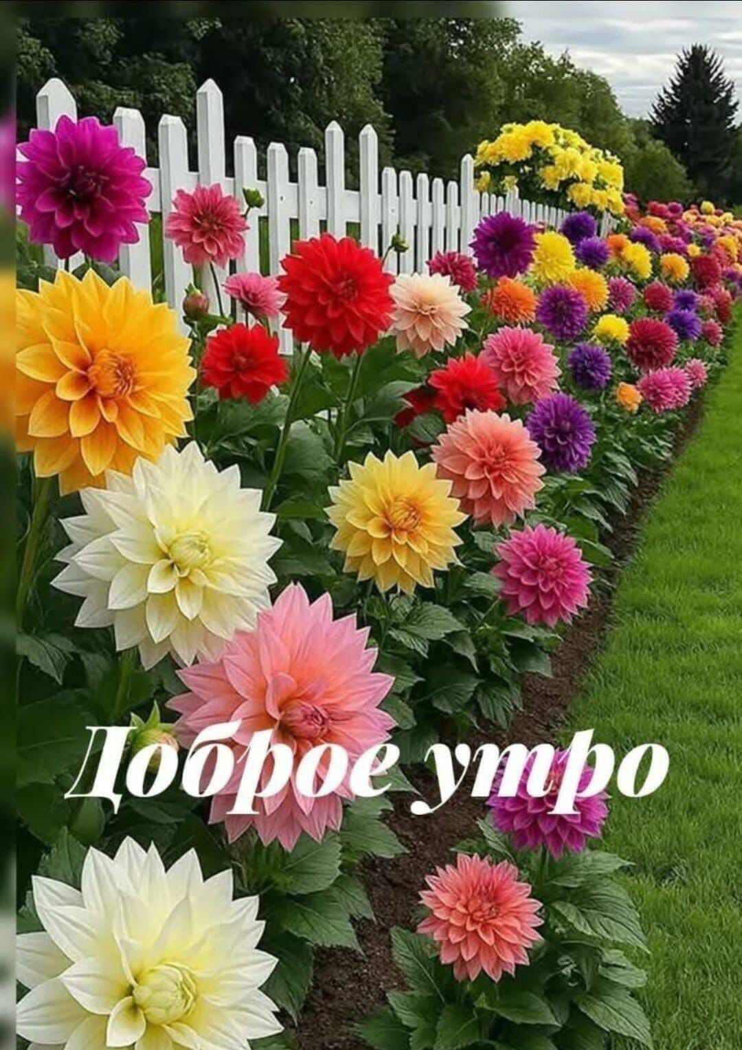 Доброе утро