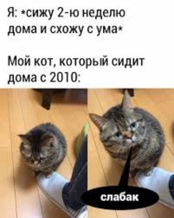 Я сижу 2 ю неделю дома и схожу с ума Мой кот который сидит дома с 2010