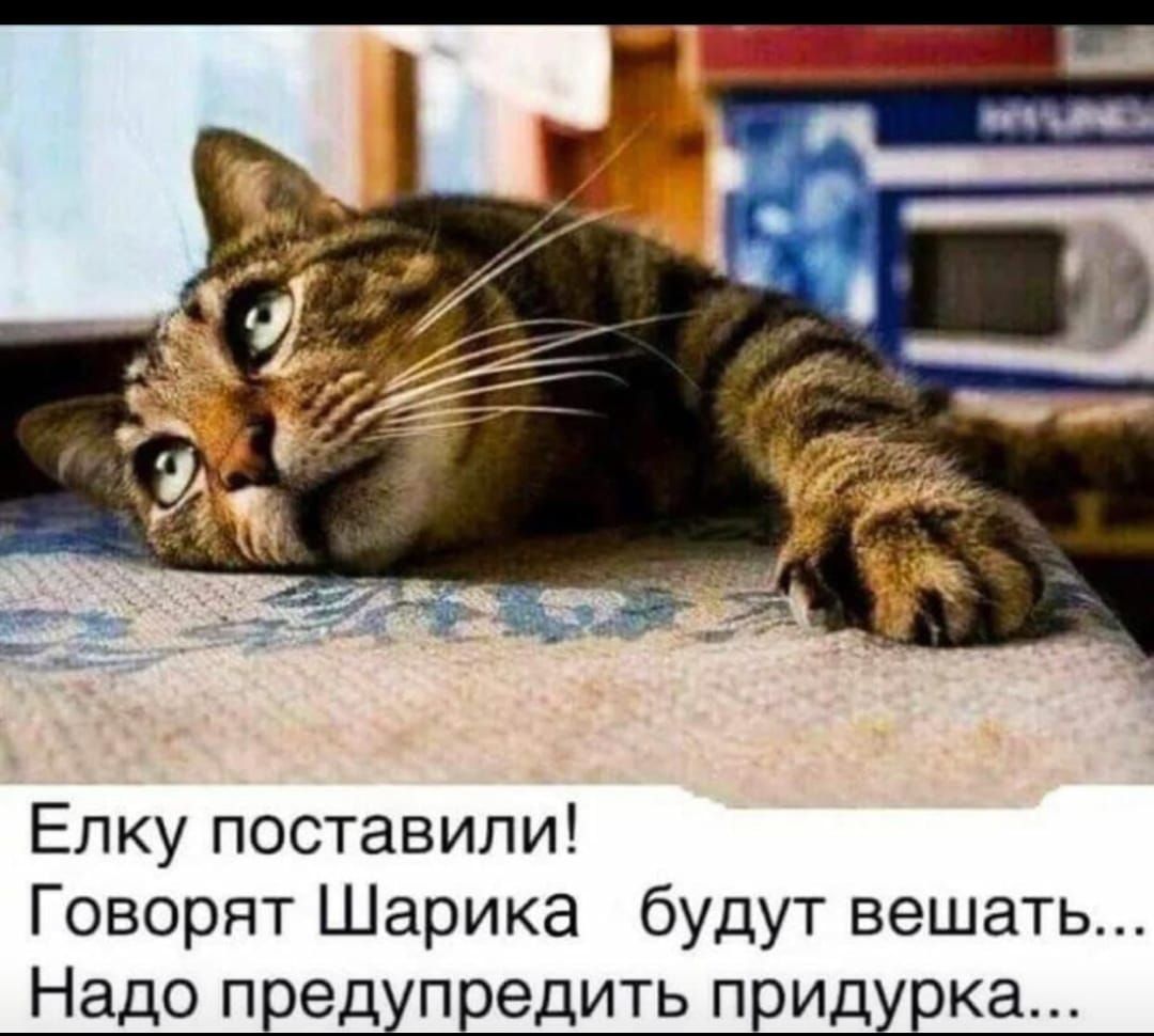 Елку поставили Говорят Шарика будут вешать Надо предупредить придурка