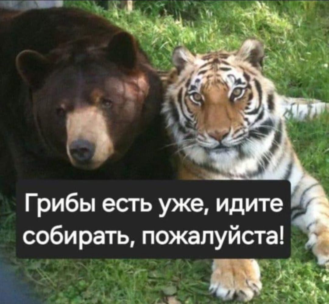 Грибы есть уже, идите собирать, пожалуйста!