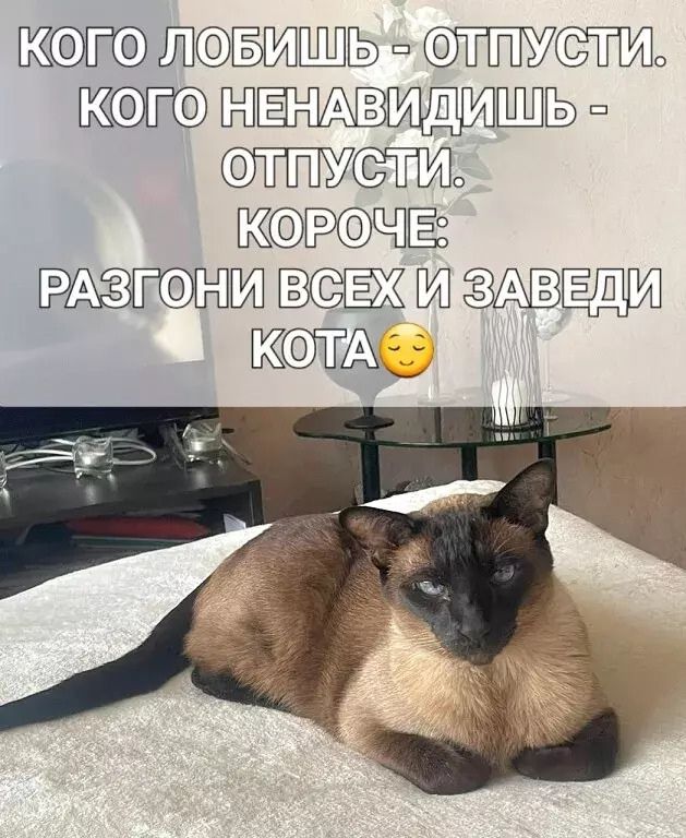 ЛБИШЬ тЭ НЕНАВИ ДИПО ЛТЛМСЯДИ ККоРОЧЕ РАЗПОНИВСЕЖИ АВЕЛИ КОТА