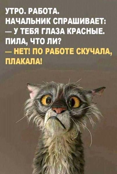 УТРО РАБОТА НАЧАЛЬНИК СПРАШИВАЕТ У ТЕБЯ ГЛАЗА КРАСНЫЕ ПИЛА ЧТО ЛИ НЕТ ПО РАБОТЕ СКУЧАЛА ПЛАКАЛА