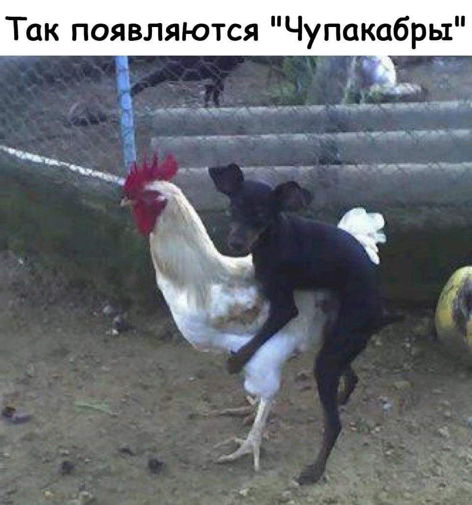 Так появляются Чупакабры