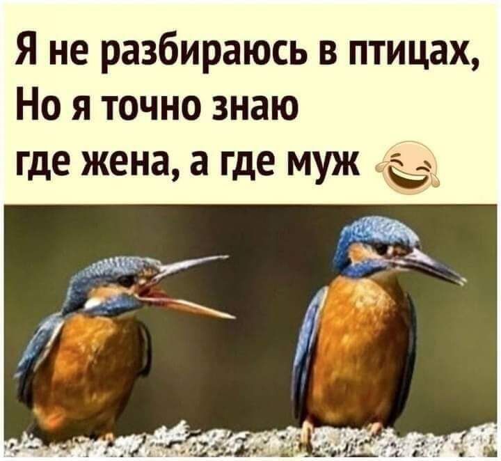 Я не разбираюсь в птицах Но я точно знаю где жена а где муж