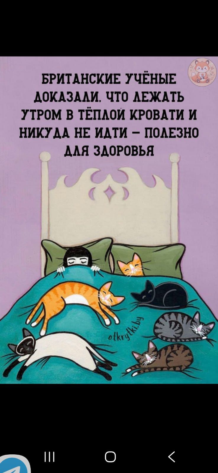 БРИТАНСКИЕ УЧЁНЫЕ ДОКАЗАЛИ, ЧТО ЛЕЖАТЬ УТРОМ В ТЁПЛОЙ КРОВАТИ И НИКУДА НЕ ИДТИ – ПОЛЕЗНО ДЛЯ ЗДОРОВЬЯ