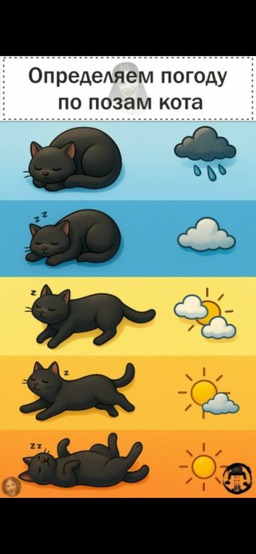 Определяем погоду по позам кота