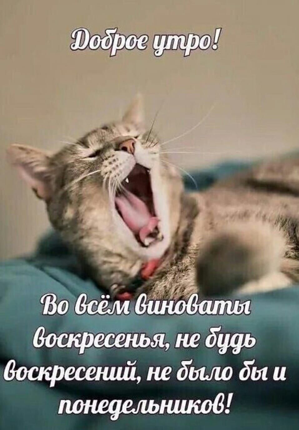 Доброе утро! Во всём виноваты воскресенья, не будь воскресений, не было бы и понедельников!