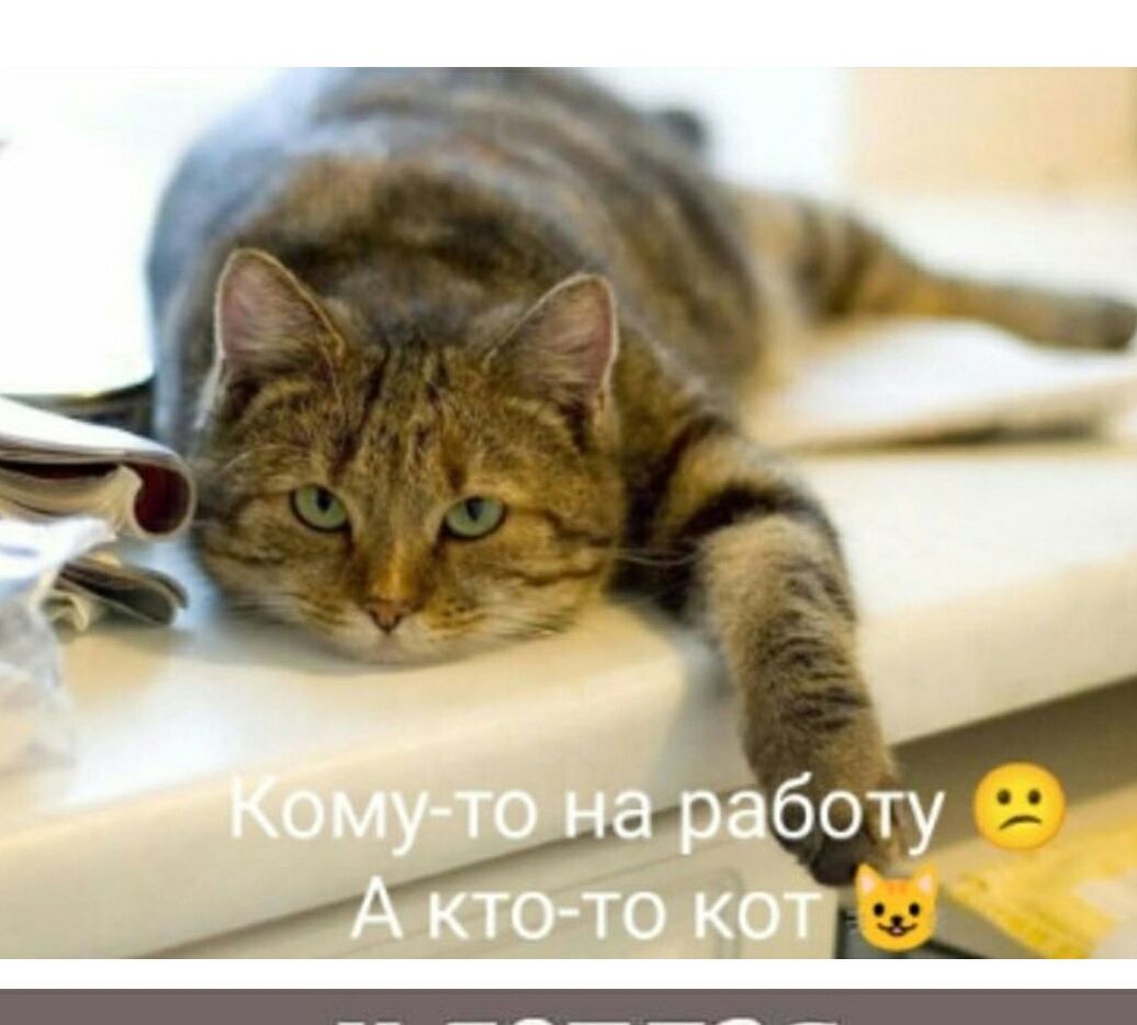 Кому-то на работу 😟 А кто-то кот🐱