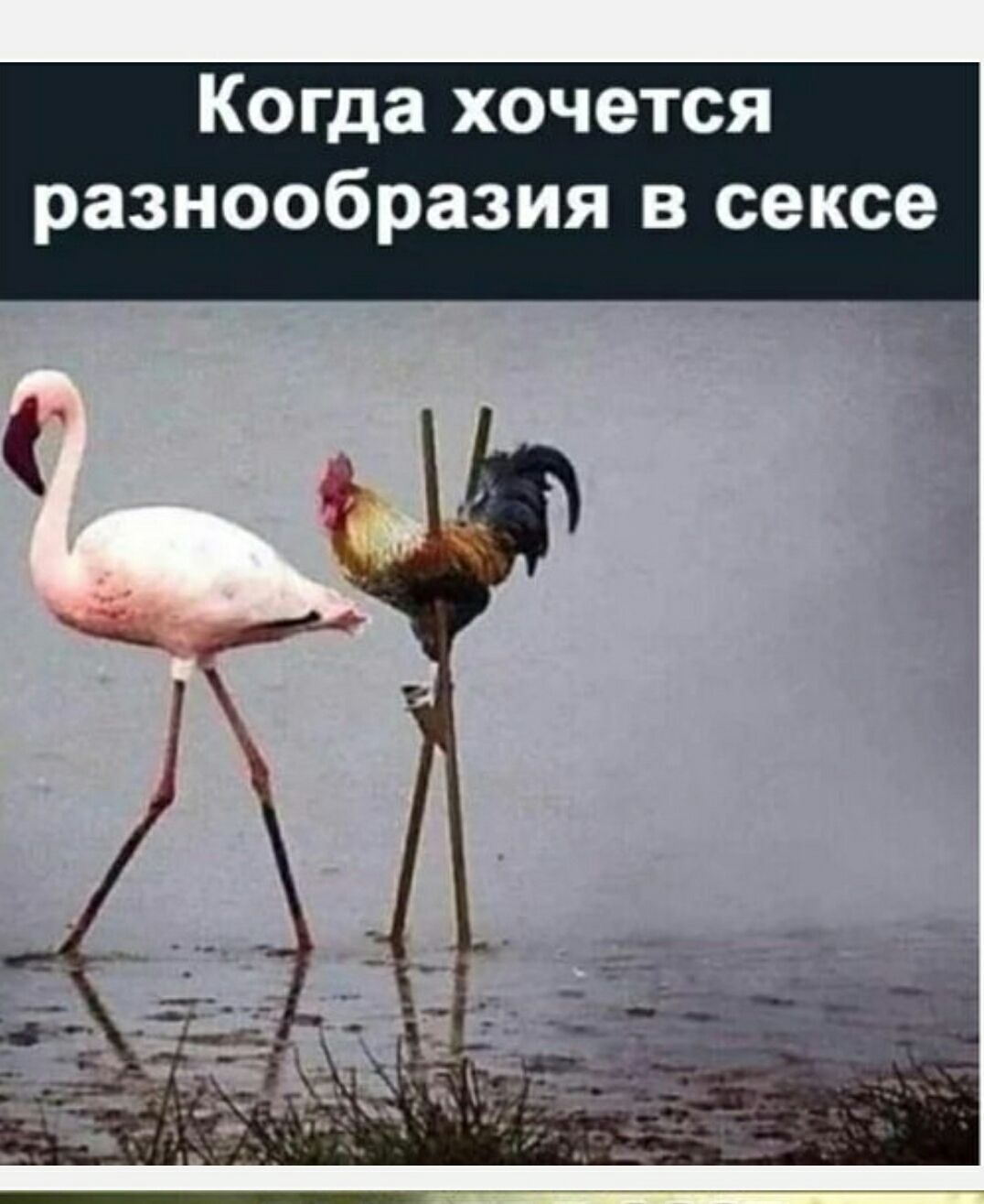 Когда хочется разнообразия в сексе
