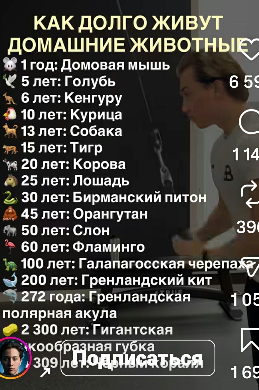 КАК ДОЛГО ЖИВУТ ДОМАШНИЕ ЖИВОТНЫЕ. 1 год: Домовая мышь 5 лет: Голубь 6 лет: Кенгуру 10 лет: Курица 13 лет: Собака 15 лет: Тигр 20 лет: Корова 25 лет: Лошадь 30 лет: Бирманский питон 45 лет: Орангутан 50 лет: Слон 60 лет: Фламинго 100 лет: Галápагосская черепаха 200 лет: Гренландский кит 272 года: Гренландская полярная акула