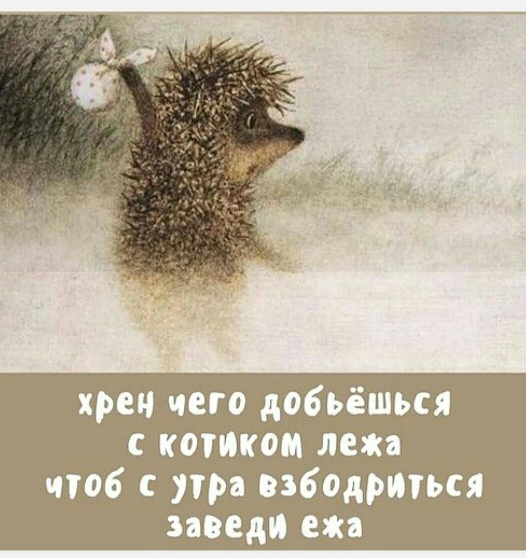 хрен чего добьёшься с котиком лежа чтобы с утра взбодриться заведи ёжа