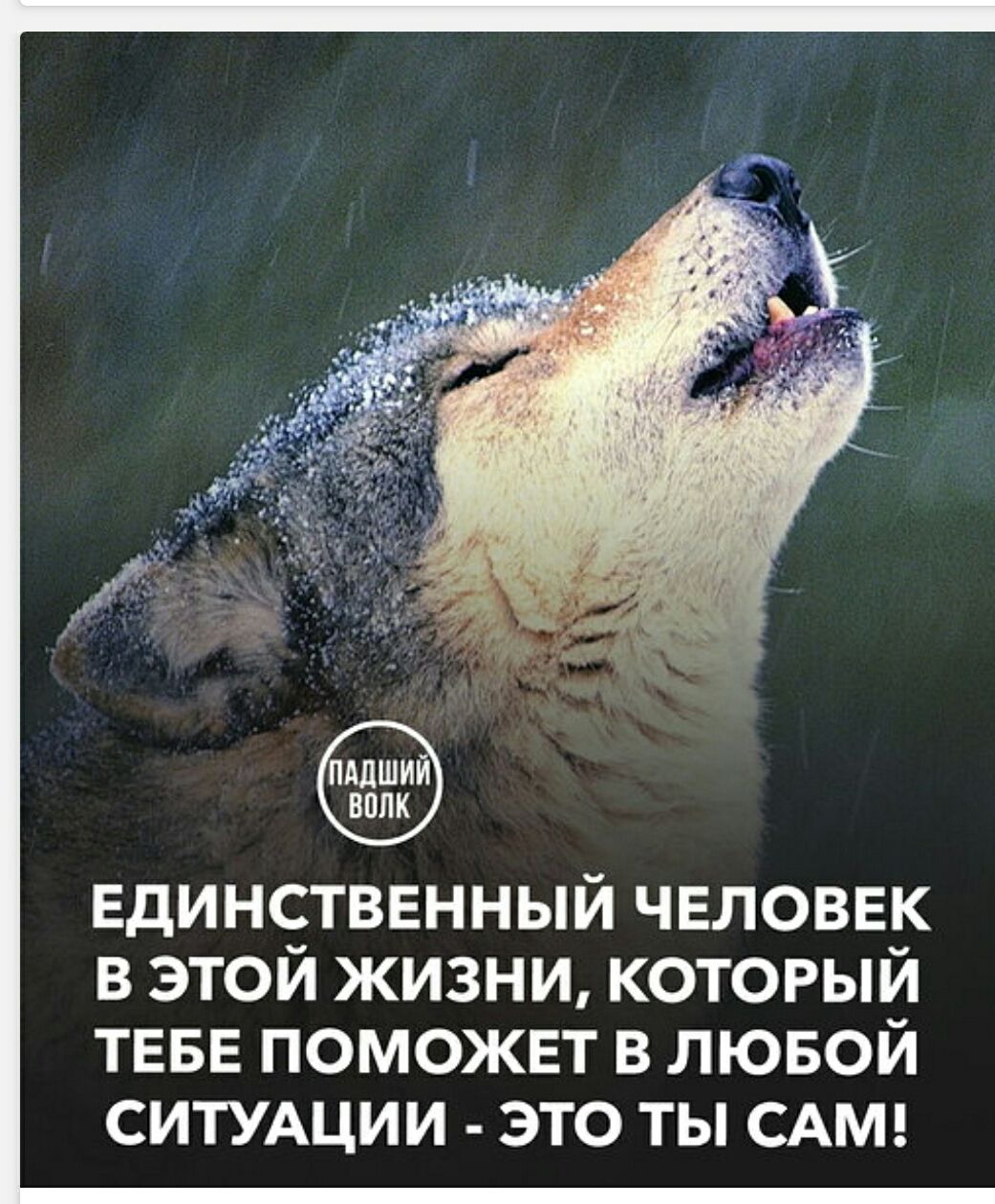 ПАДШИЙ ВОЛК ЕДИНСТВЕННЫЙ ЧЕЛОВЕК В ЭТОЙ ЖИЗНИ, КОТОРЫЙ ТЕБЕ ПОМОЖЕТ В ЛЮБОЙ СИТУАЦИИ - ЭТО ТЫ САМ!