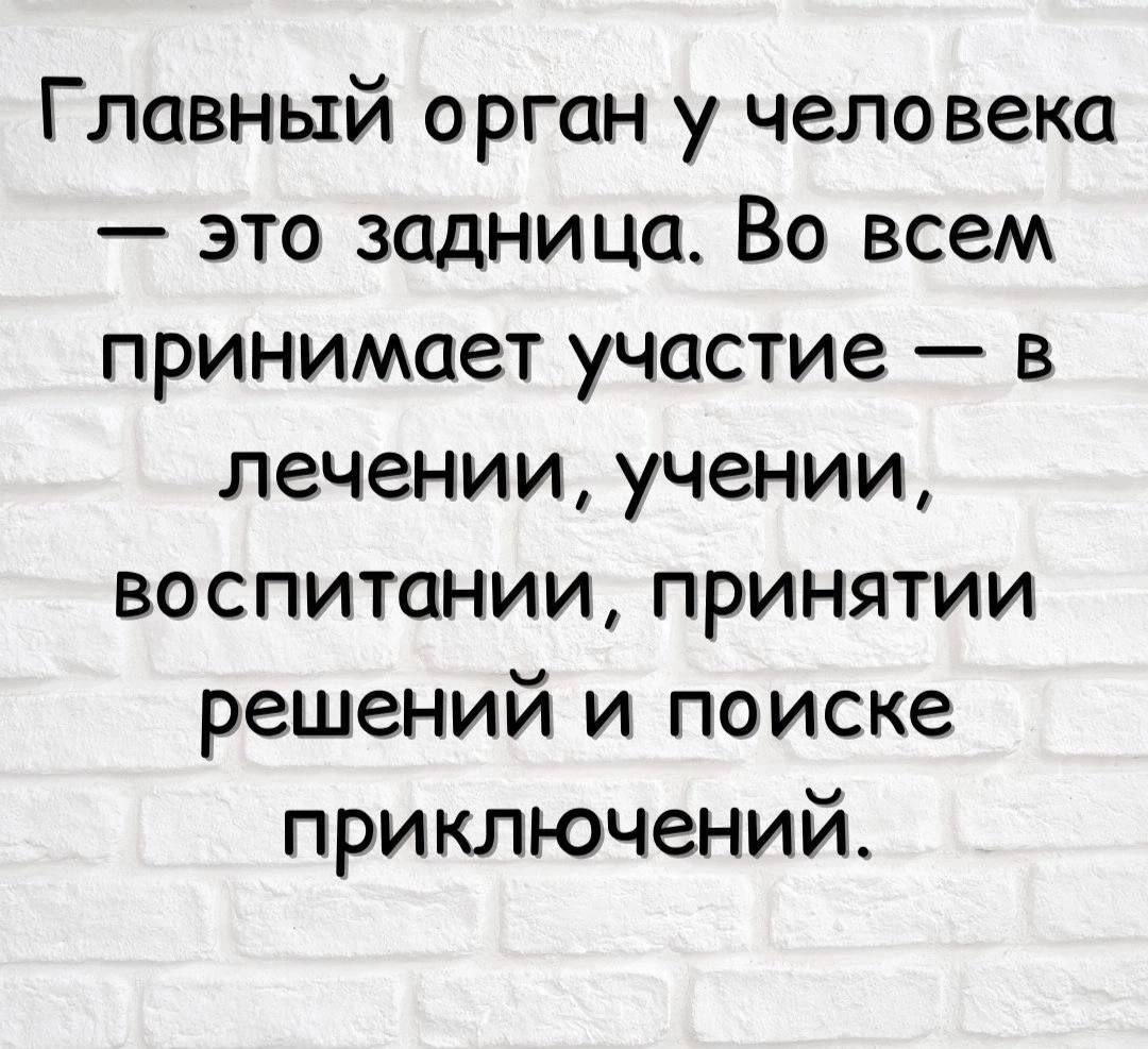 Главный орган у человека это задница Во всем принимает участие в лечении учении воспитании принятии решений и поиске приключений