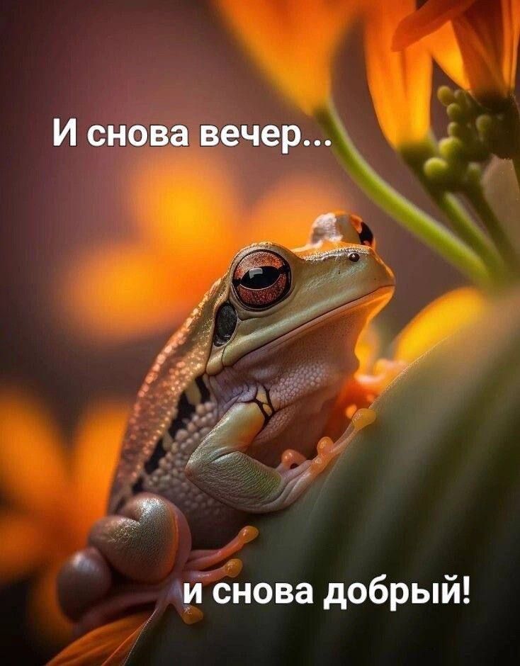 И снова вечер зи снова добрый