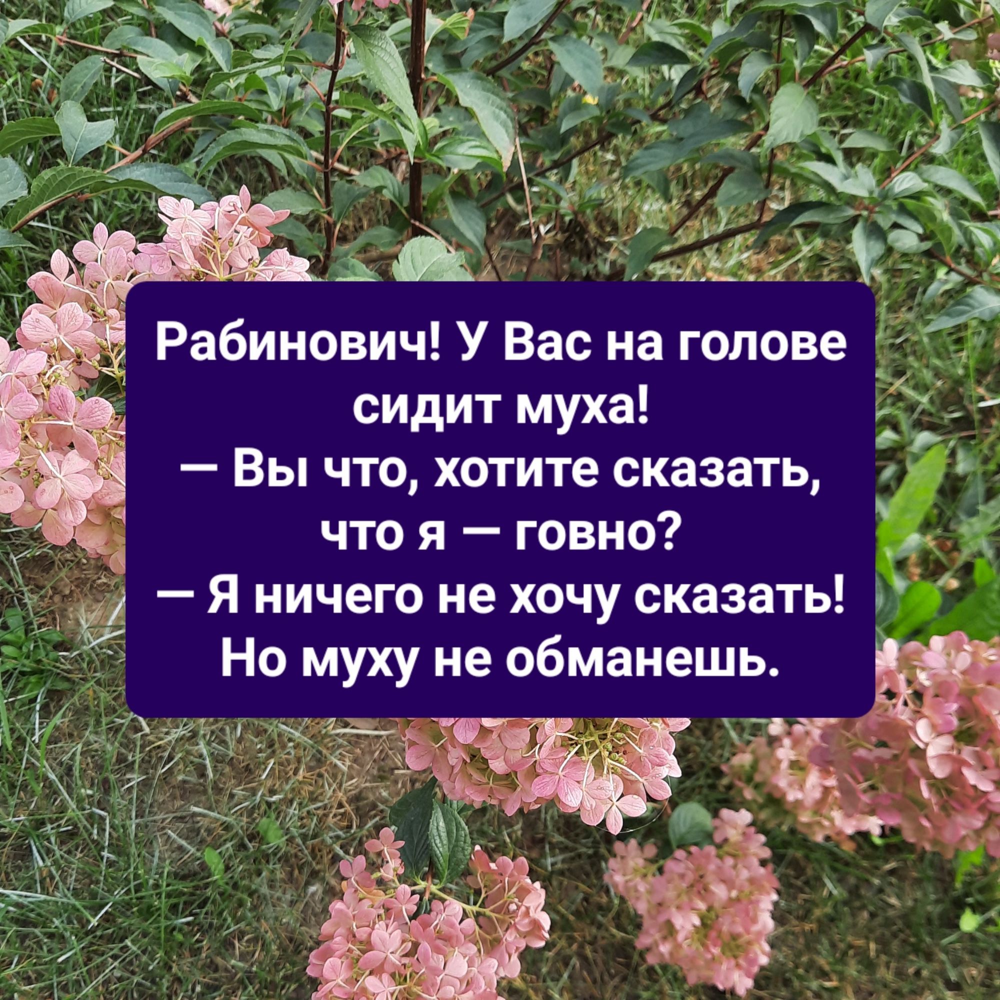 Рабинович У Вас на голове сидит муха 3 от Вы что хотите сказать что я говно Я ничего не хочу сказать Но муху не обманешь Лп а _