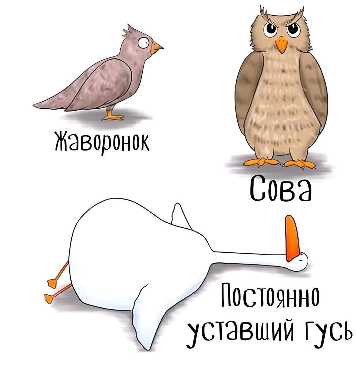 Жаворонок Постоянно уставший гусь