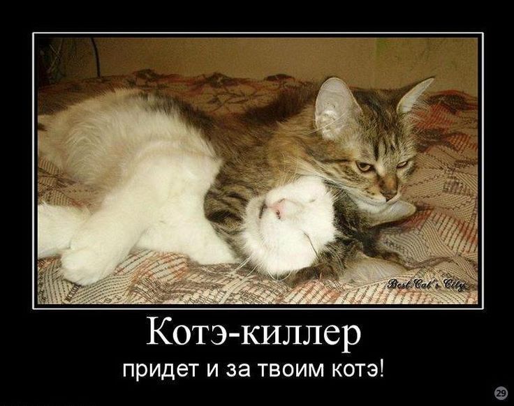 Котэ киллер придет и за твоим котэ